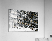 Dans la neige de Montreal  Acrylic Print