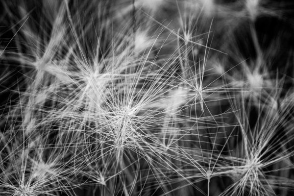 Flore de la Saskatchewan by Sara Teinturier   Photographie
